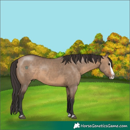 Horse Color:Brown Dun Sabino Splash