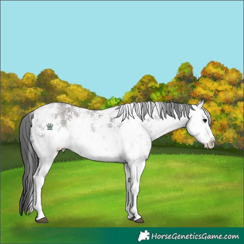 Horse Color:White Spotted Grullo Sabino