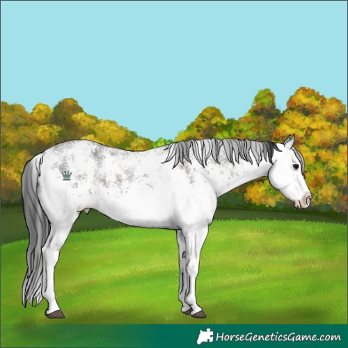 Horse Color:White Spotted Grullo Sabino Splash