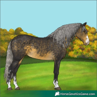 Horse Color:Silver Buckskin Mushroom