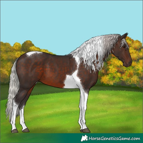 Horse Color:Silver Brown Tobiano 