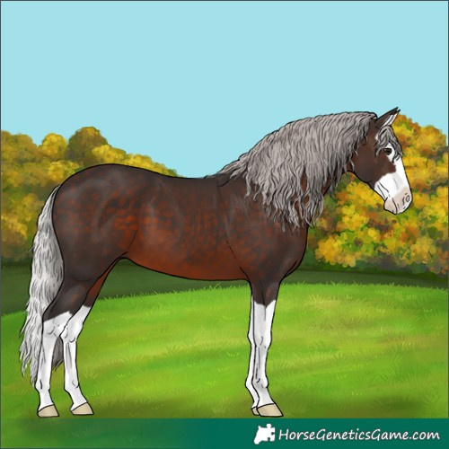 Horse Color:Silver Brown Splash 