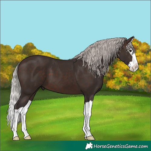Horse Color:Silver Brown Splash