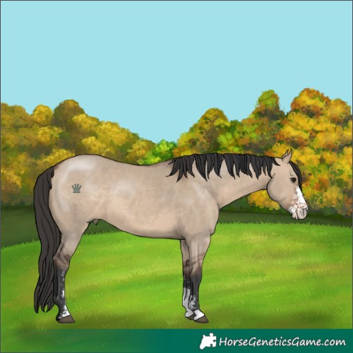 Horse Color:Brown Dun Sabino