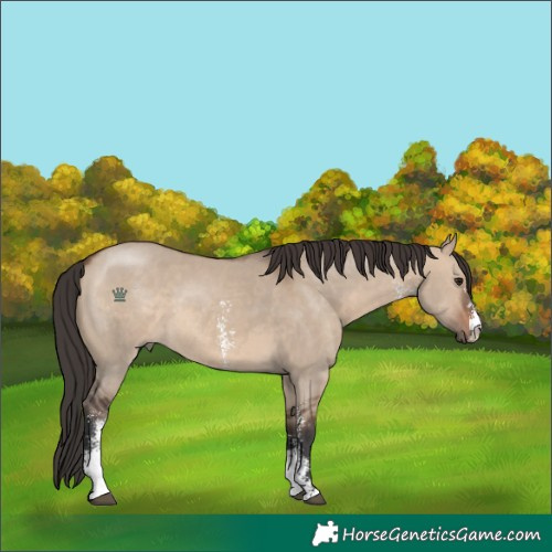 Horse Color:Brown Dun Sabino 