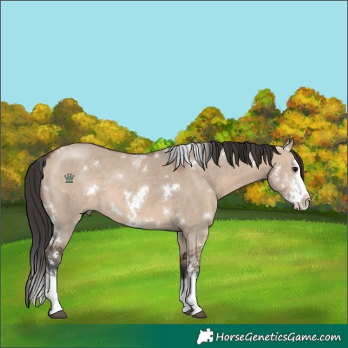 Horse Color:White Spotted Brown Dun Sabino Splash 