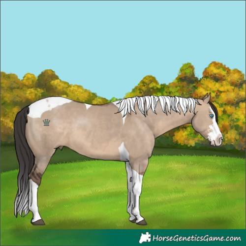 Horse Color:Brown Dun Sabino Splash Tobiano