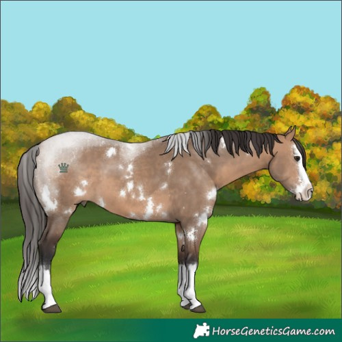Horse Color:White Spotted Bay Dun Sabino Splash