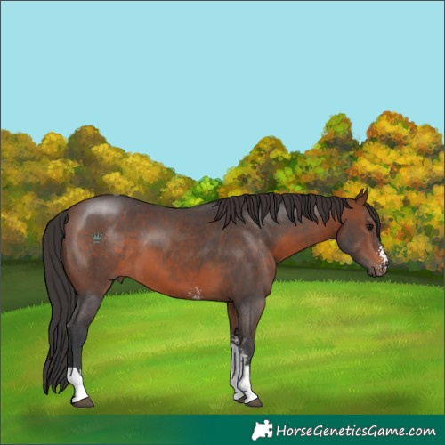 Horse Color:Brown Sabino Tobiano