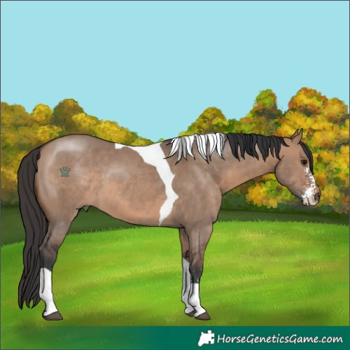 Horse Color:Brown Dun Sabino Tobiano
