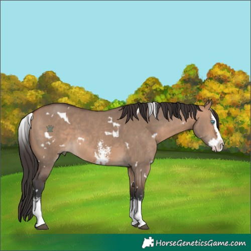 Horse Color:White Spotted Bay Dun Sabino Splash 