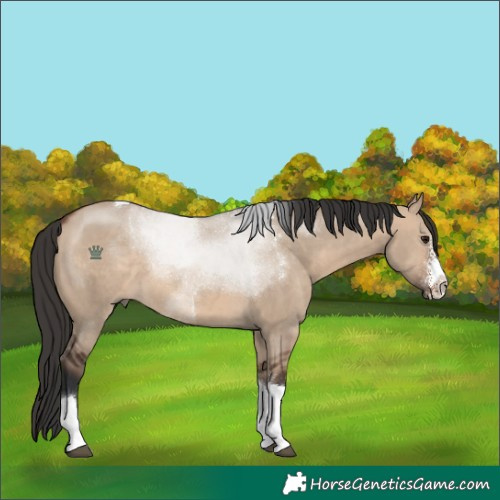 Horse Color:Brown Dun Sabino Tobiano 