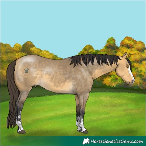 Horse Color:Buckskin Dun Sabino 