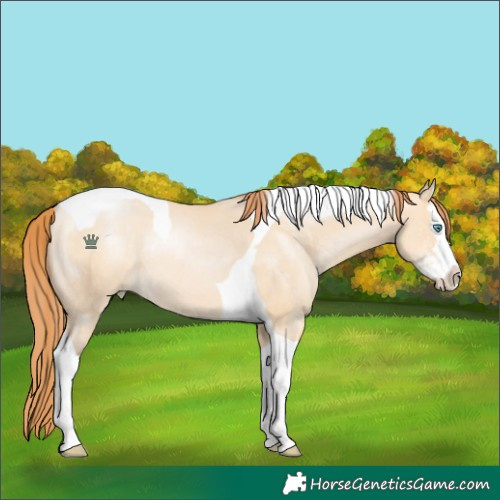 Horse Color:Buckskin Pearl Dun Sabino Splash Tobiano 