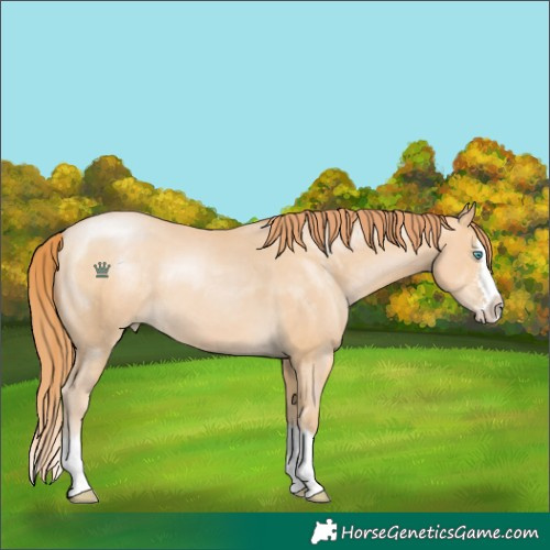 Horse Color:Buckskin Pearl Sabino Splash