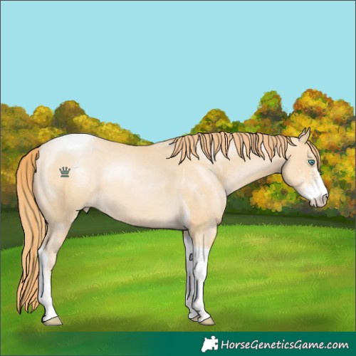 Horse Color:Buckskin Pearl Sabino Tobiano 