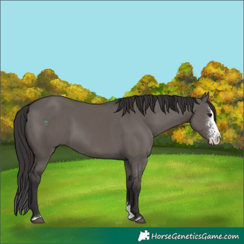 Horse Color:Smoky Grullo Sabino Splash 