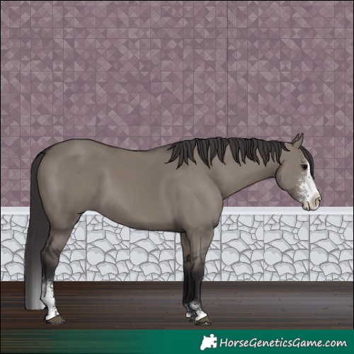 Horse Color:Smoky Grullo Sabino Splash 