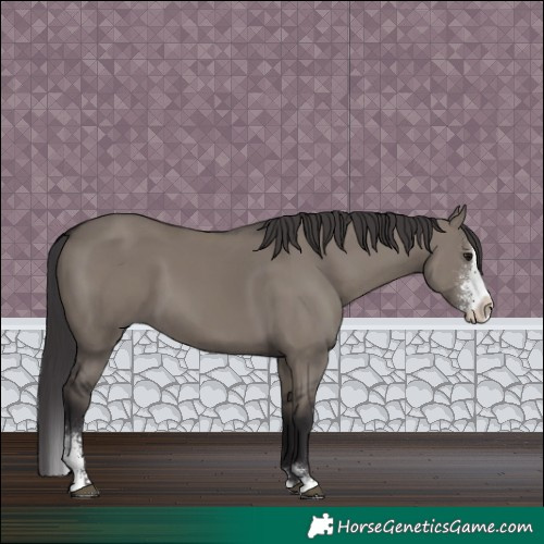 Horse Color:Smoky Grullo Sabino Splash