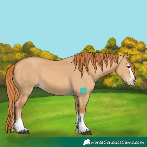 Horse Color:Red Dun Splash