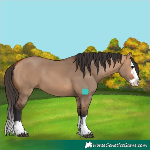 Horse Color:Bay Dun Splash 