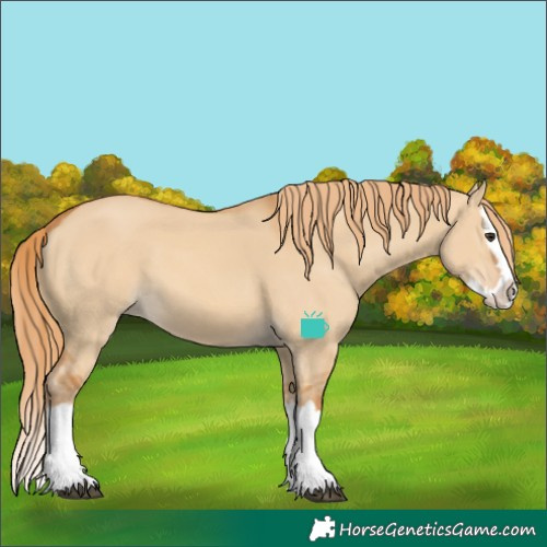 Horse Color:Red Dun Splash