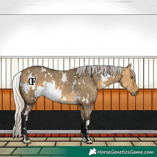 Horse Color:White Spotted Silver Buckskin Dun Rabicano 