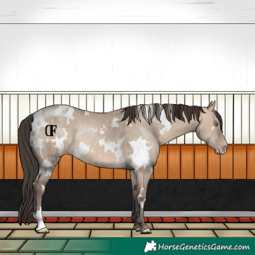 Horse Color:White Spotted Sable Champagne Dun Rabicano