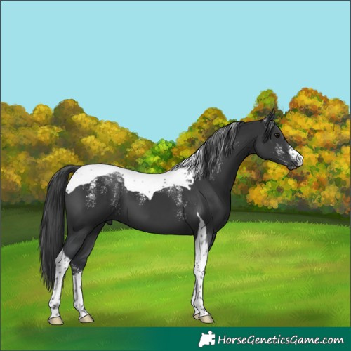 Horse Color:Powder White Black Tobiano