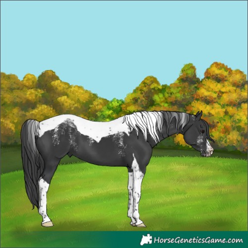 Horse Color:Powder White Black Tobiano