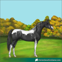 Horse Color:Powder White Black Tobiano