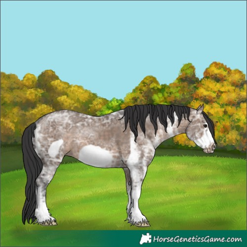 Horse Color:White Spotted Brown Ice Dun Frame Rabicano