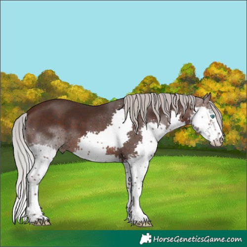 Horse Color:Silver Brown Sabino Splash 
