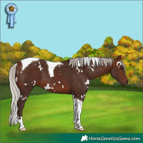 Horse Color:White Spotted Silver Brown Tobiano