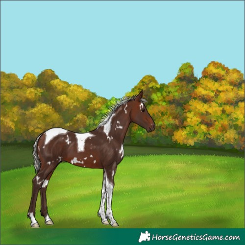 Horse Color:White Spotted Silver Brown Tobiano