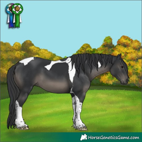 Horse Color:Black Tobiano