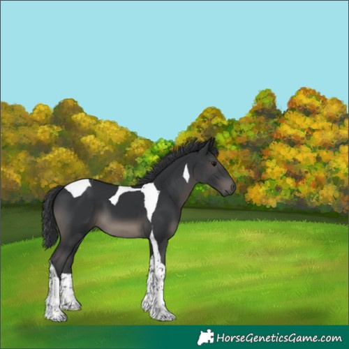 Horse Color:Black Tobiano 