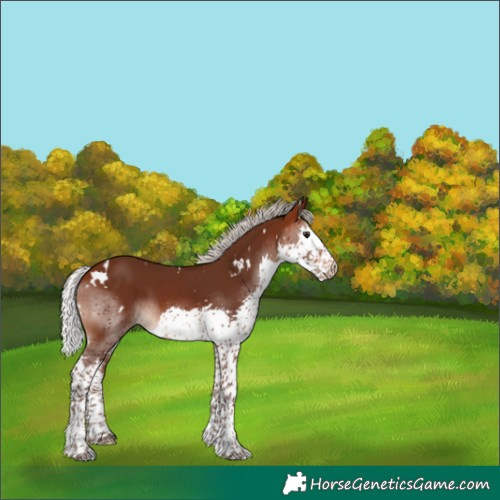 Horse Color:White Spotted Silver Brown Splash 