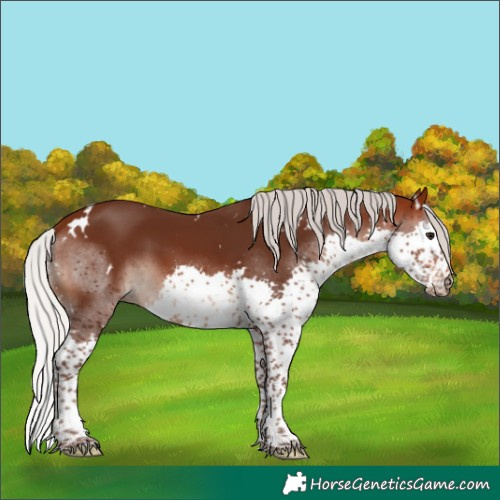 Horse Color:White Spotted Silver Brown Splash