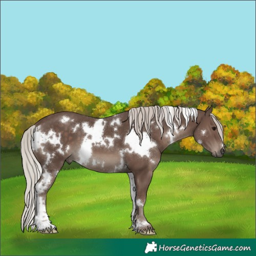 Horse Color:White Spotted Silver Black 