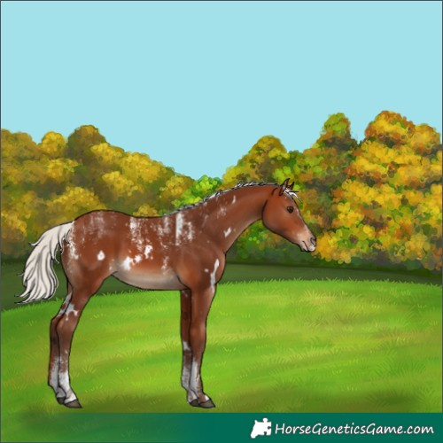 Horse Color:Powder White White Spotted Silver Brown