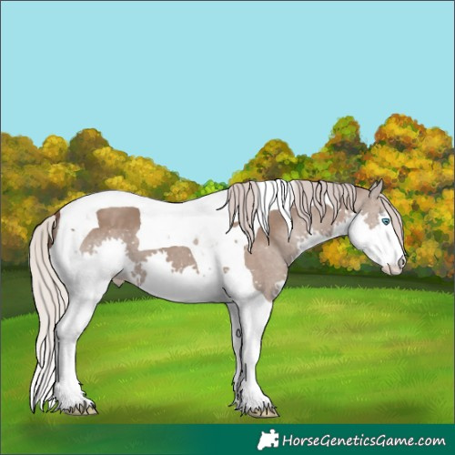Horse Color:Silver Grullo Splash Tobiano