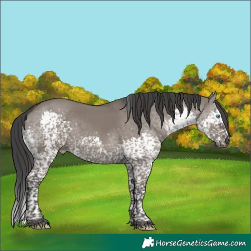 Horse Color:Grullo Splash Tobiano