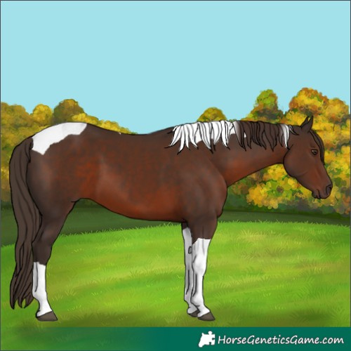 Horse Color:Liver Chestnut Tobiano
