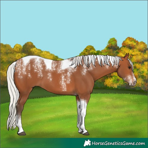 Horse Color:Powder White Silver Bay Tobiano 