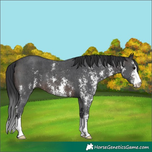 Horse Color:Brown Sabino