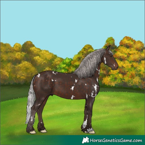 Horse Color:White Spotted Silver Brown