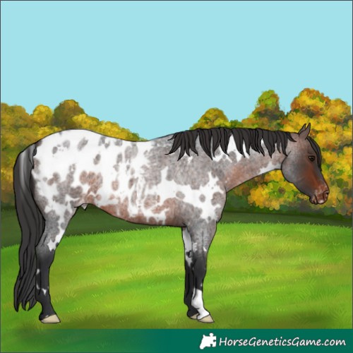 Horse Color:White Spotted Brown Roan Blanket 