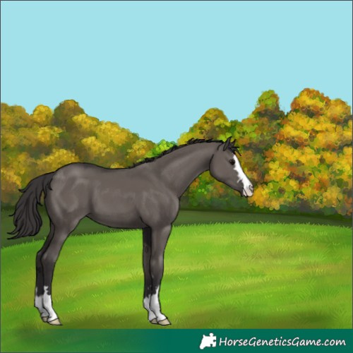 Horse Color:Smoky Grullo 