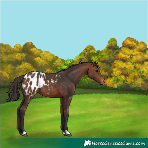 Horse Color:Bay Appaloosa